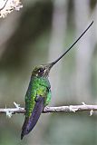 Sword-billed Hummingbird